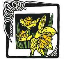 Narciso je nacionalni simbol Walesa