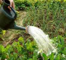 Alkohol alkohola: primjena u vrtu kao gnojivo i za kontrolu štetočina
