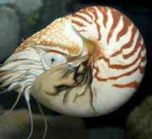 Nautilus (školjkaši): opis, struktura i zanimljive činjenice
