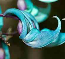 Jade cvijeće su jedno od čari prirode