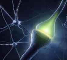 Neurotransmiter je: definicija, funkcije i značajke