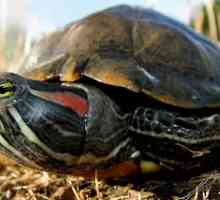 Neuobičajeni kućni ljubimci: crvenokutne kornjače. Koliko mogu ove životinje bez vode?