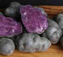 Izuzetno koristan purpurni krumpir