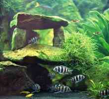 Nepretenciozne biljke akvarija: nasas, elodea, hornwort, cabomba