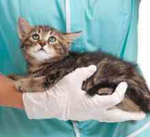 Intestinalna opstrukcija kod mačaka: simptomi i liječenje