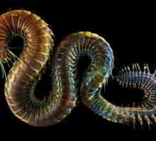 Nereid, morski crv: opis