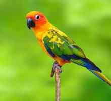 Živčani sustav ptica. Kako se živčani sustav ptica razlikuje od živčanog sustava gmazova?