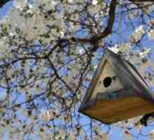 Nekoliko jednostavnih savjeta kako pravilno objesiti birdhouse