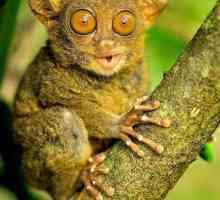 Nevjerojatne životinje planeta: dugo uši majmuna, koji okreće glavu 180 stupnjeva