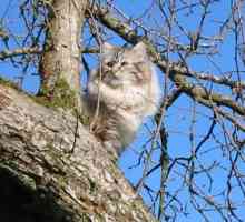 Neva Masquerade Cat: opis pasmine, prirode i pregleda