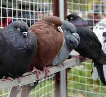 Nikolajev golubovi su ptice koje su cijenjene diljem svijeta