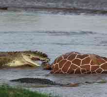 Nil krokodil: opis, značajke i zanimljive činjenice. Nilski krokodil u Sankt Peterburgu