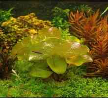 Nymphaea: slijetanje i skrb u akvariju