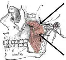 Mandibularni ligament. Lateralni pterygoid mišić