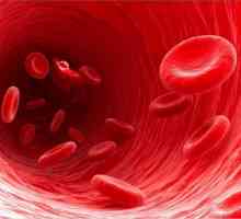 Norma ukupnog proteina u krvi žene. Razlozi za abnormalnost