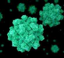 Norovirus infekcija - što je to? Norovirus infekcija: simptomi, dijagnoza i liječenje