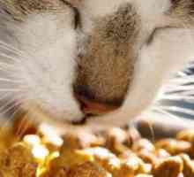 Sada (mačka hrana): opis