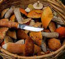 Nož `Mushroomer` - vjerni pomoćnik u šumi