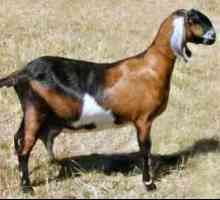 Нубийская порода коз: описание и общая характеристика