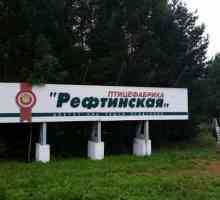 OJSC Tvornica peradi `Reftinskaya`: opis, adresa, proizvodi