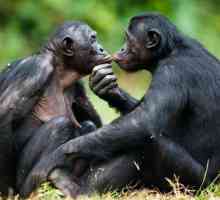 Monkey bonobo - najinteligentniji majmun na svijetu