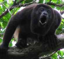 Monkey-howler: opis primata i značenje njihovih vriskova
