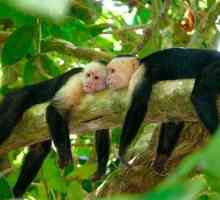Kapucinski majmuni: značajke održavanja kuće