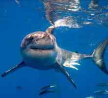 Da li morski psi žive u Kaspijskom moru?