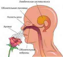 Mirisni živac: simptomi i znakovi