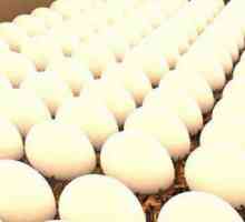 Obrada jaja prije inkubacije na različite načine