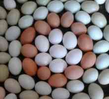 Obrada jaja prije polaganja za skladištenje. Upute za preradu jaja, preporučene dezinficijensi