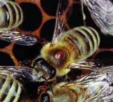 Liječenje pčela s oksalnom kiselinom protiv grinja