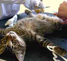Liječenje zglobova nakon sterilizacije mačke. Savjeti za veterinara da se brinu za mačku nakon…