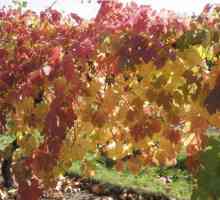 Obrada grožđa u jesen s željeznim vitriolom. Kako prerada grožđa padne od bolesti u jesen?