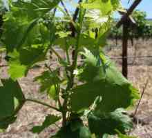 Urezivanje grožđa u kolovozu. Značajke skrbi za grožđe ljeti