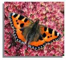 Ordinarna i neuobičajena urtikarija leptira