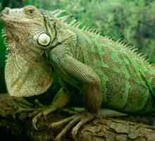 Obična iguana: opis, fotografija, uvjeti pritvaranja u zatočeništvu