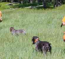 Pregled pasmina lovačkih pasa s fotografijama, imenima i opisima
