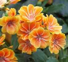 Šarmantna cvjetna levision - sadnja i njegu