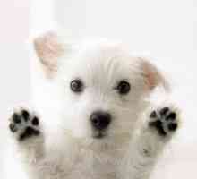 Šarmantan West Highland White Terrier - hrabar i okretan lovac
