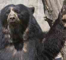 Spektakularni medvjed - južnoamerički kolega Sibirski medvjed