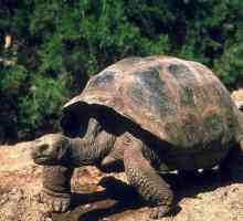 Lonely George - najpoznatija kornjača na svijetu