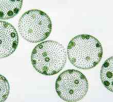 Одноклеточные водоросли: особенности строения. Представители одноклеточных водорослей