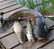 Lov i ribolov u Cherepovetsu: značajke, opis i zanimljive činjenice