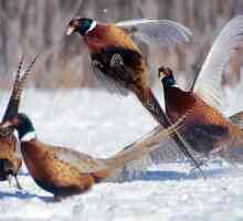 Fagan lov u zimi na snijegu