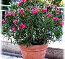 Oleander: reprodukcija reznicama kod kuće