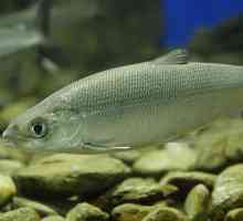 Omul riba iz obitelji bijele ribice. Opis i stanište