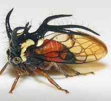 Opasan i strašan: koji insekat ima najsmrtonosniji izgled?