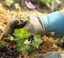 Zrno za vrt: korištenje i zla kao gnojiva