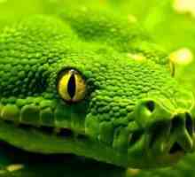 Opis, fotografije i zanimljive činjenice o postojanju otrovne zmijske vatre